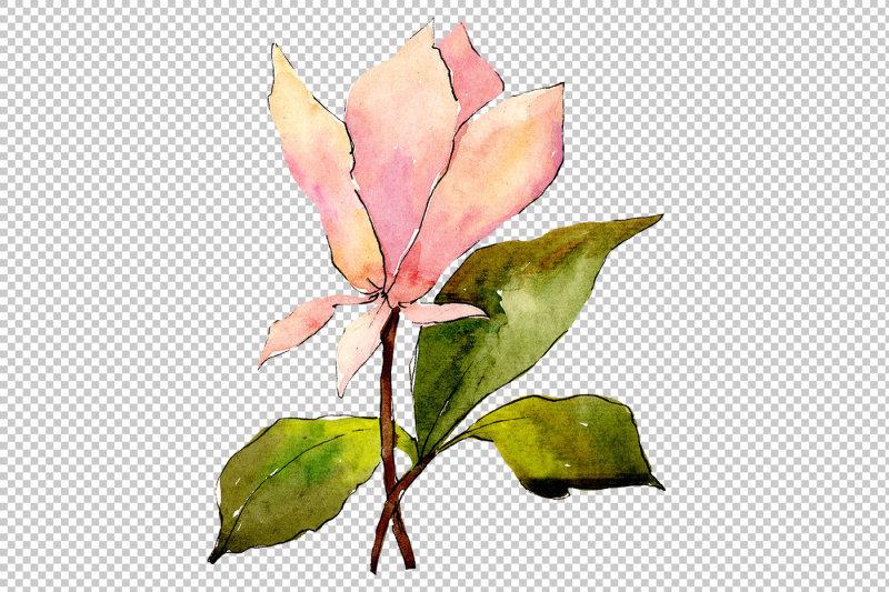 tender-pink-magnolia-png-watercolor-set