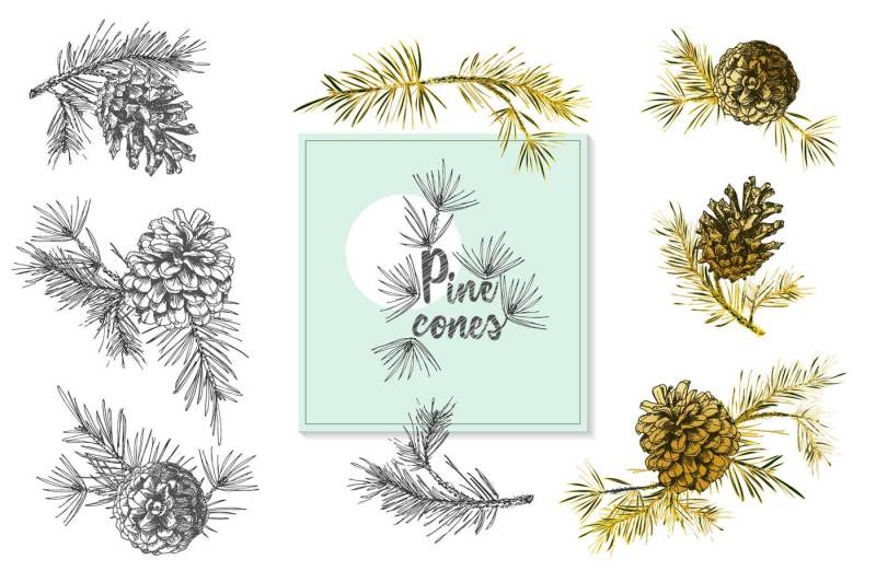 hand-drawn-sketch-fir-with-pinecones