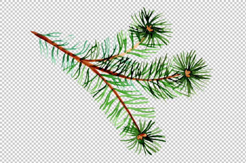 branches-of-spruce-and-pine-png-watercolor-set