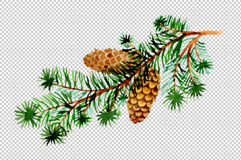 branches-of-spruce-and-pine-png-watercolor-set