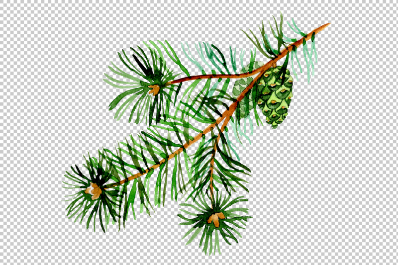 branches-of-spruce-and-pine-png-watercolor-set