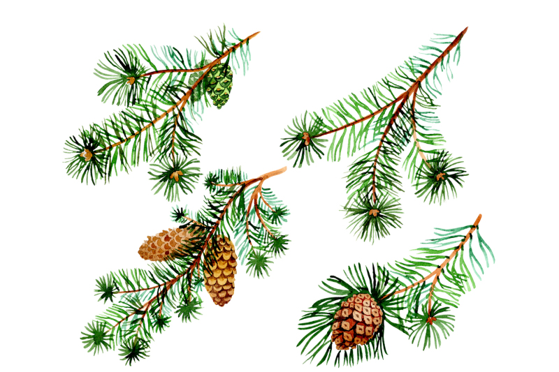 branches-of-spruce-and-pine-png-watercolor-set