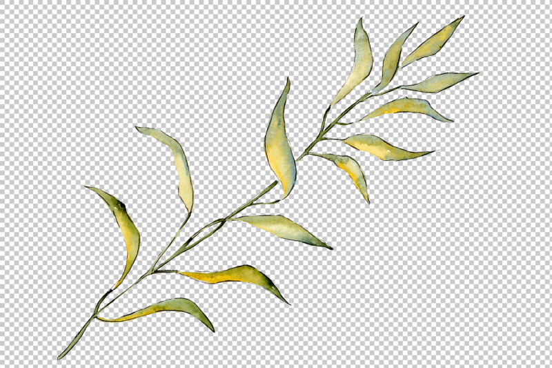 willow-branches-png-watercolor-set