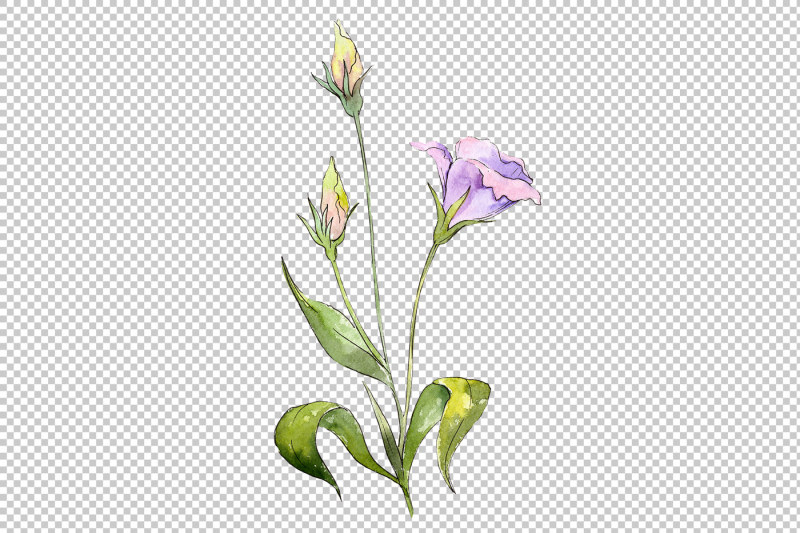 blue-and-purple-eustoma-png-watercolor-set