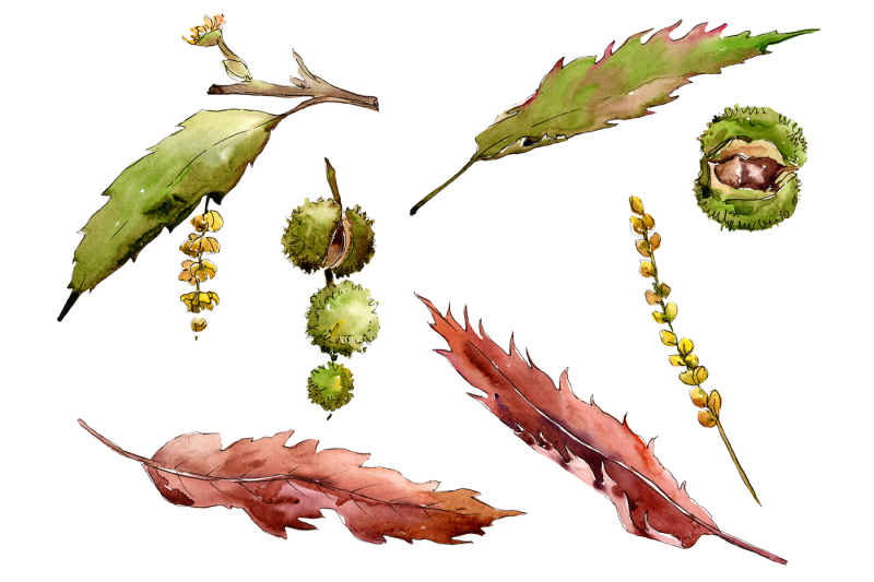 autumn-chestnut-png-watercolor-plant-set