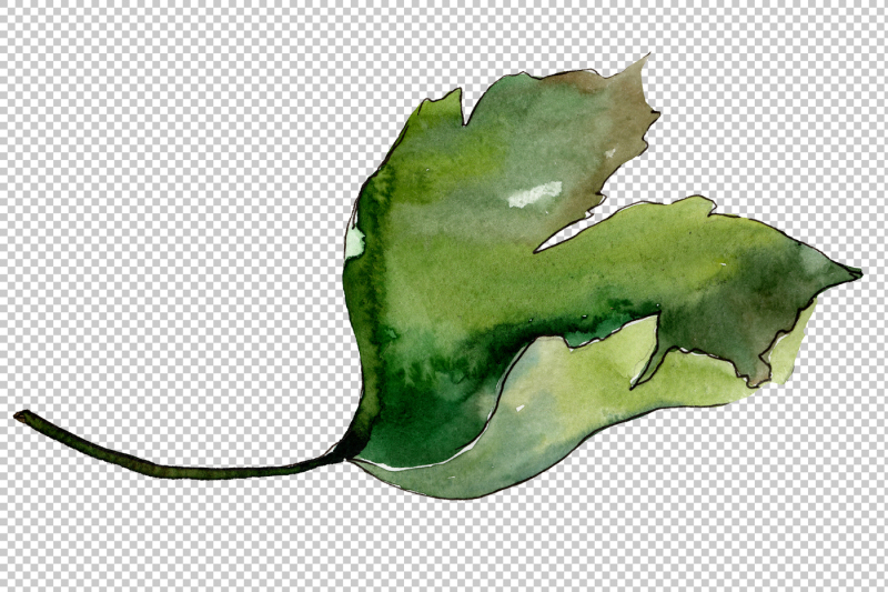 gooseberry-png-watercolor-plant-set-nbsp