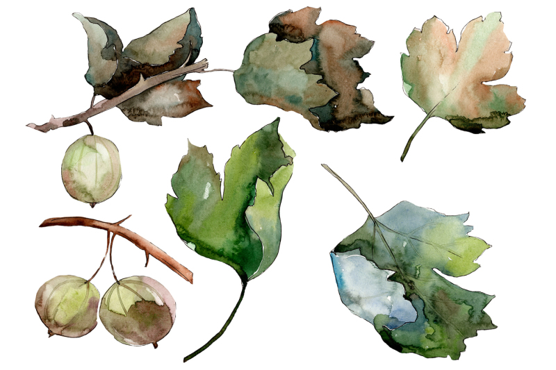 gooseberry-png-watercolor-plant-set-nbsp