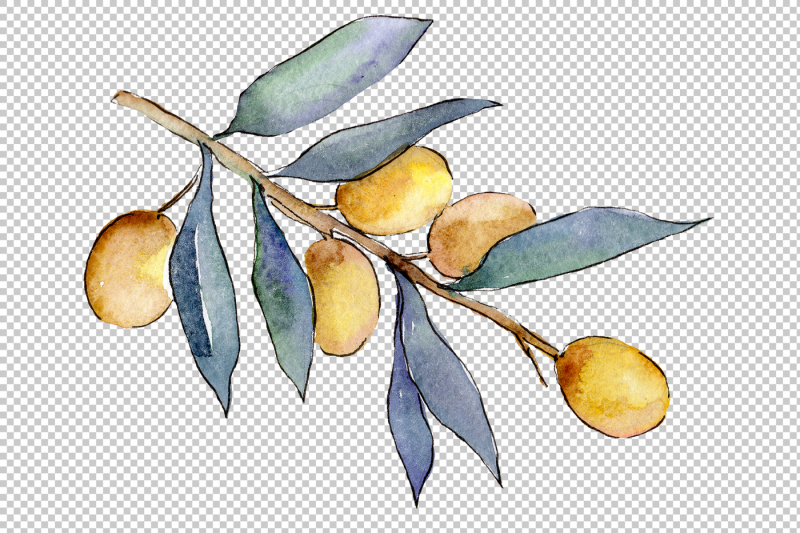 watercolor-olives-png-set