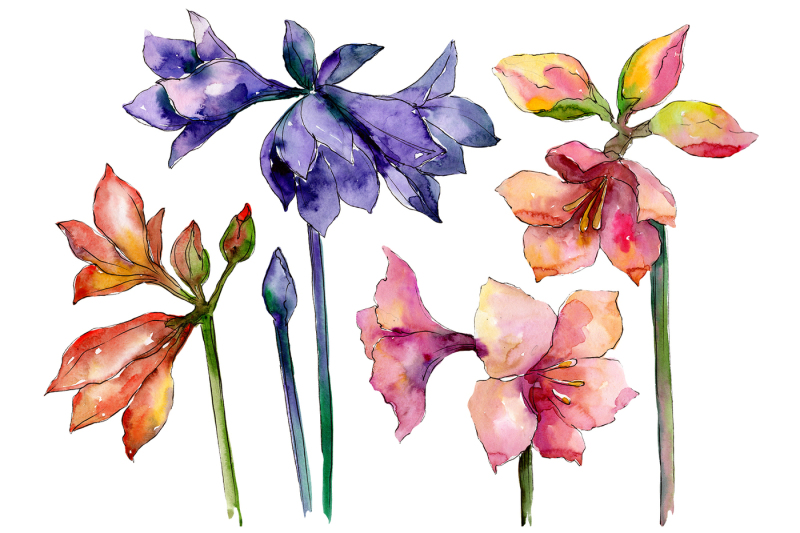 beautiful-watercolor-amaryllis-png-set