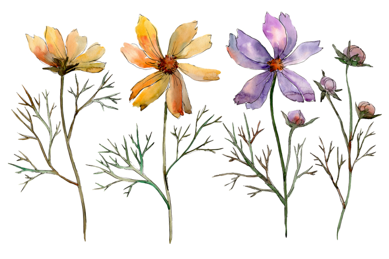 cosmos-flower-png-watercolor-set