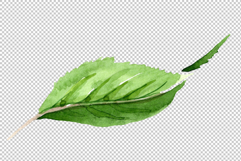 tea-leaf-png-watercolor-set-nbsp
