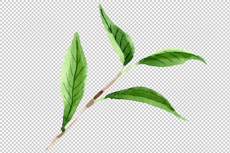 tea-leaf-png-watercolor-set-nbsp