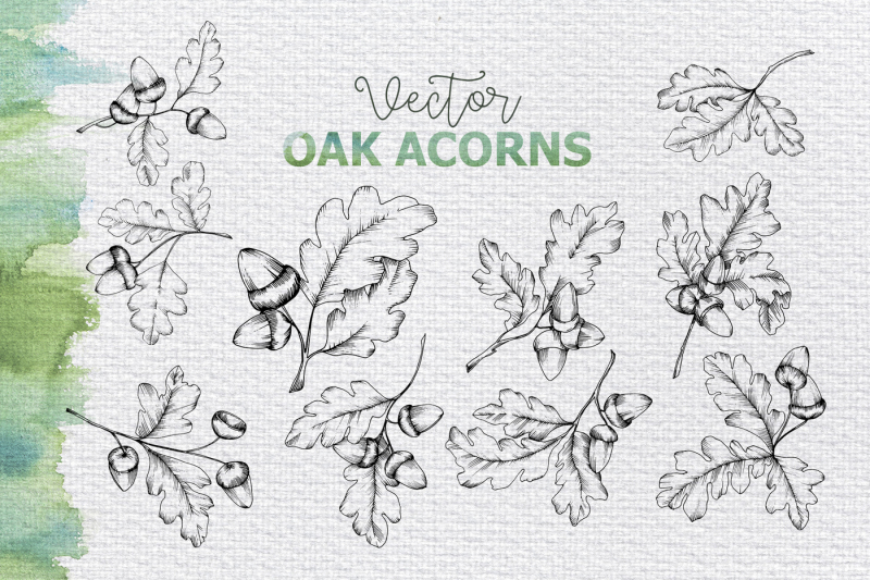maple-leaves-and-oak-acorns-set-nbsp