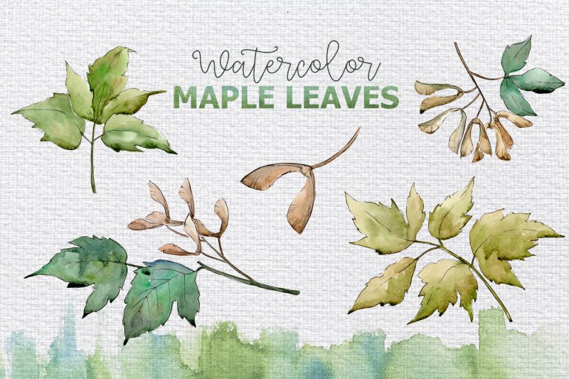 maple-leaves-and-oak-acorns-set-nbsp