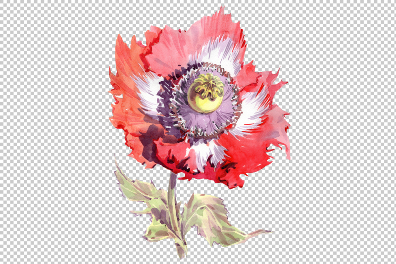 big-red-poppy-flower-png-watercolor-set