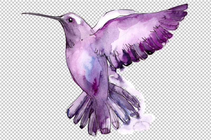 tropical-colibri-birds-png-watercolor-set-nbsp