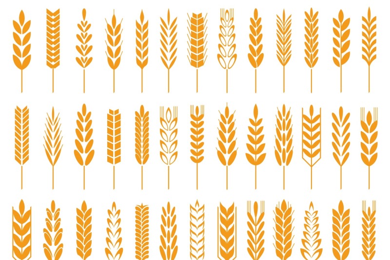 wheat-grain-icons-wheats-bread-logo-farm-grains-and-rye-stalk-symbol