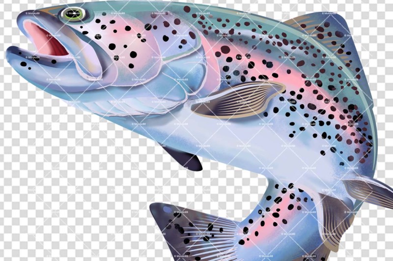 rainbow-trout-fish-illustration