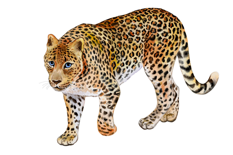 watercolor-leopards-wild-cats