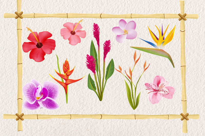 tropical-floral-plants-and-frames-set
