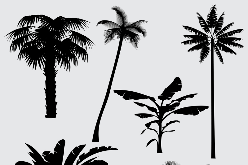tropical-palm-tree-vector-silhouettes-isolated-on-white-background