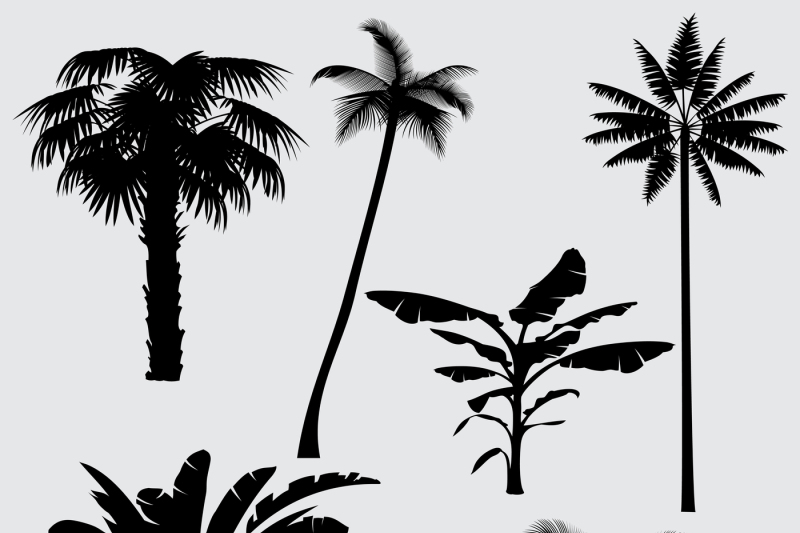 Download Tropical palm tree vector silhouettes isolated on white ...