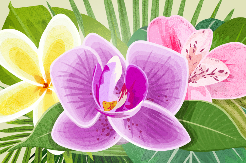 tropical-foliage-png-graphic-elements