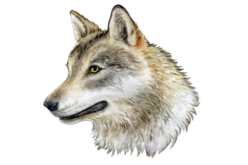 watercolor-wolf