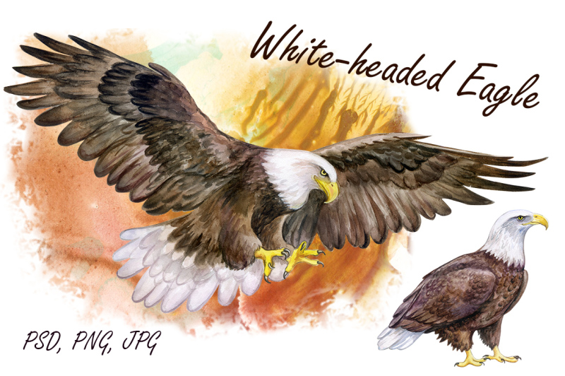 white-headed-eagle
