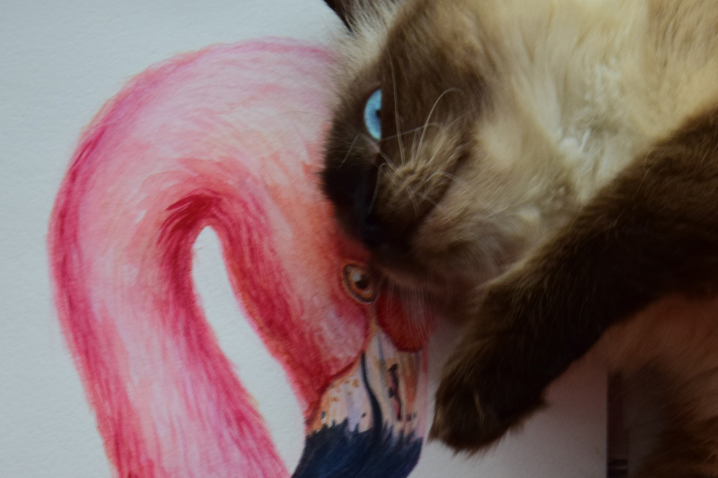 flamingo-watercolor-bird