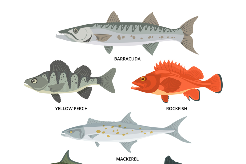 cartoon-illustrations-of-freshwater-and-ocean-fishes