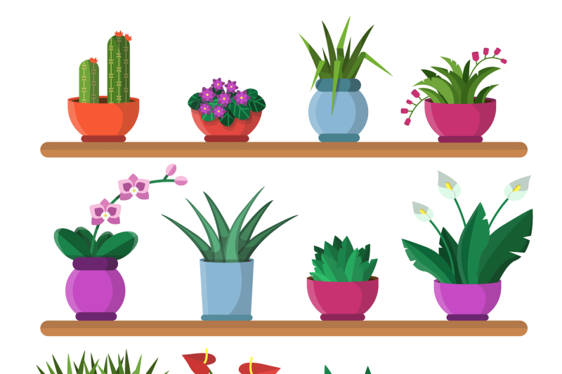 plants-in-pots-on-the-shelves