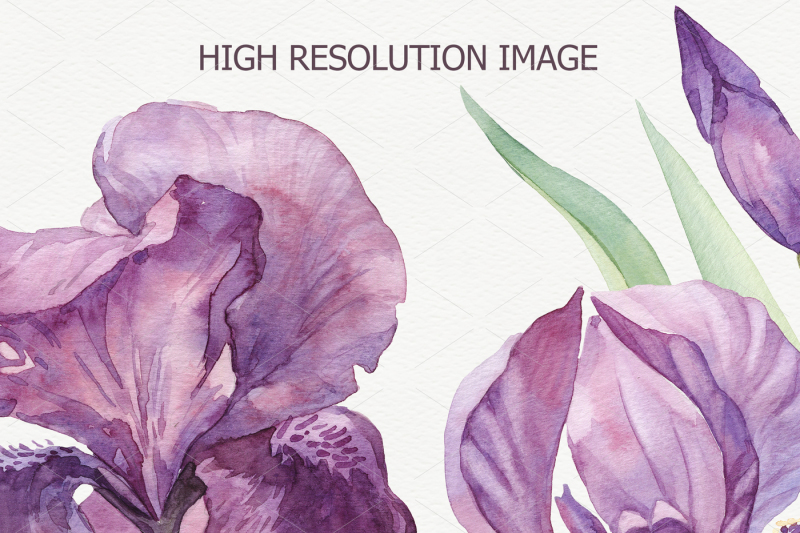 watercolor-irises