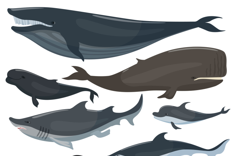 whales-dolphins-sharks-and-other-nautical-mammals-animals