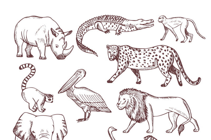 hand-drawn-illustrations-of-african-animals