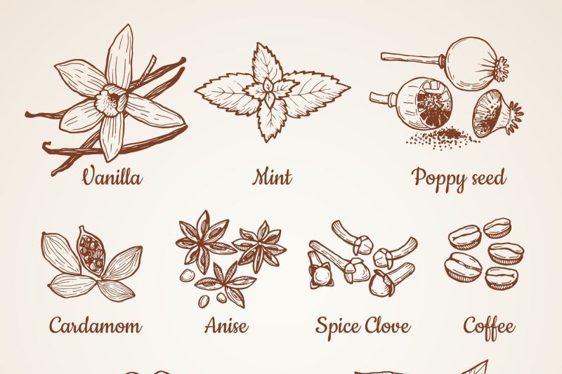 cinnamon-chocolate-lemon-and-other-kitchen-herbs-hand-drawn-illustr