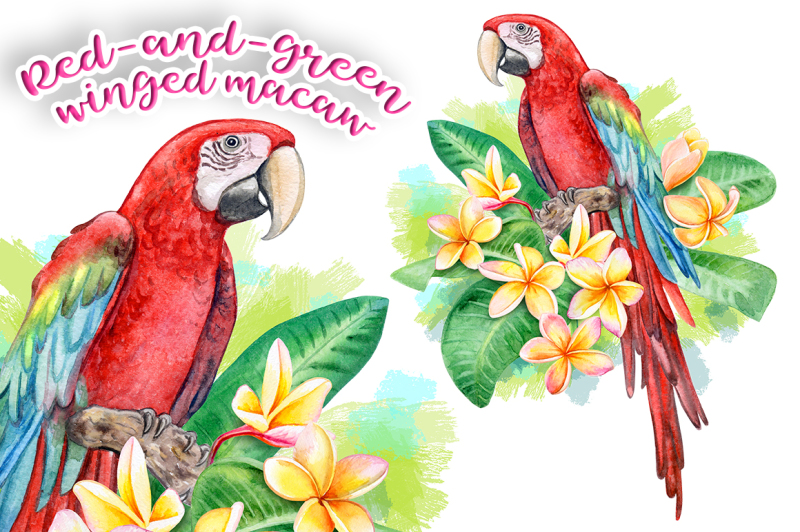 red-and-green-winged-macaw