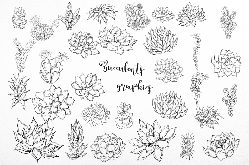succulents-watercolor-graphics