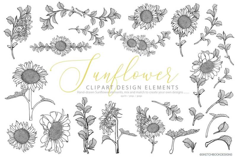 hand-drawn-sunflower-clipart-set