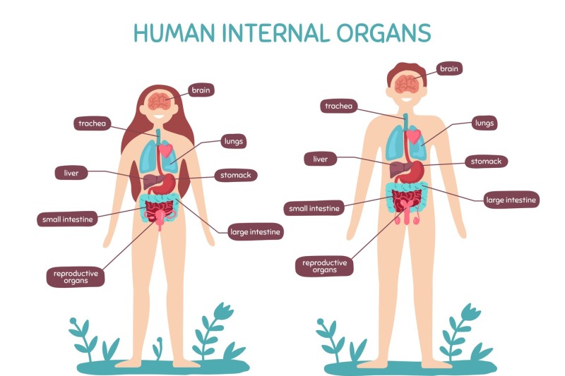 cartoon-human-body-anatomy-male-and-female-internal-organs-humans-ph
