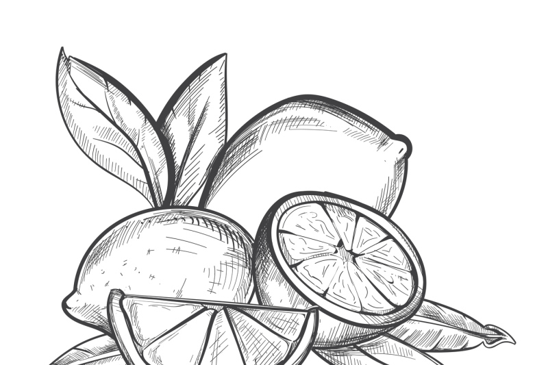 Lemons hand drawn vector illustration in black and white By Microvector