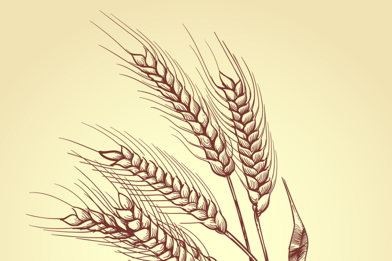 hand-drawn-ears-of-wheat-with-grains-bakery-sketch-vector-illustratio