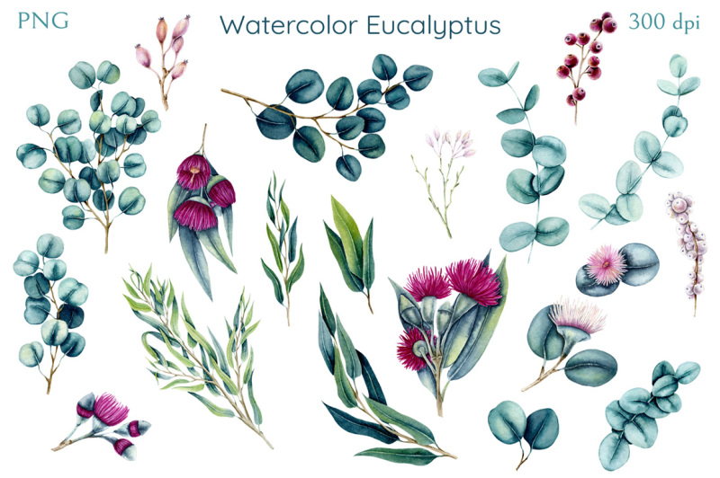 watercolor-eucalyptus