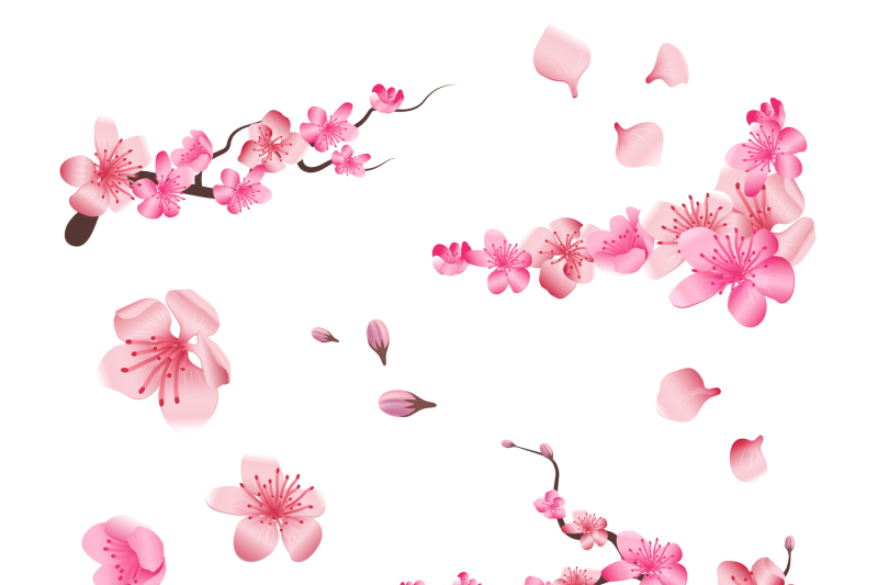 spring-sakura-cherry-blooming-flowers-pink-petals-and-branches-vector
