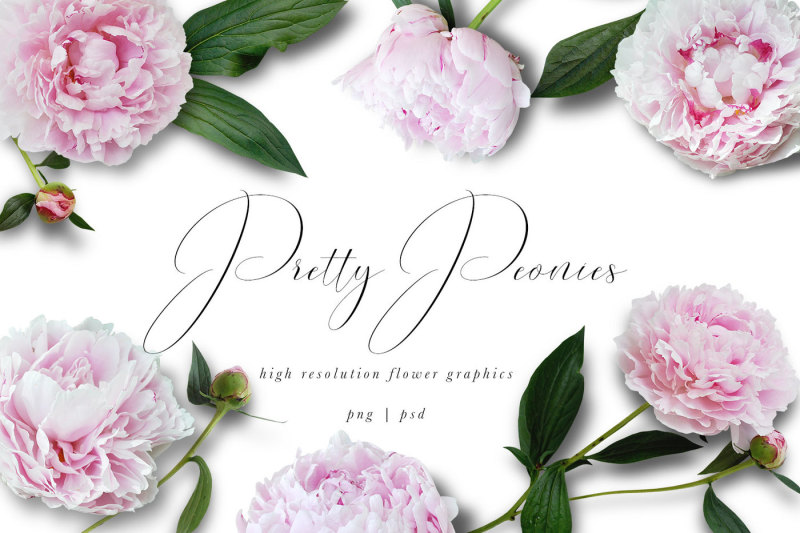 pretty-peonies-flower-graphics
