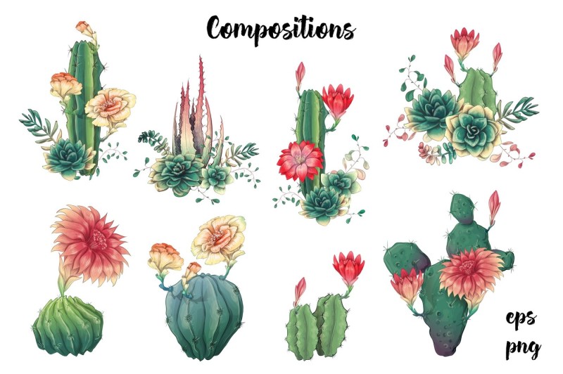 cacti-and-succulents