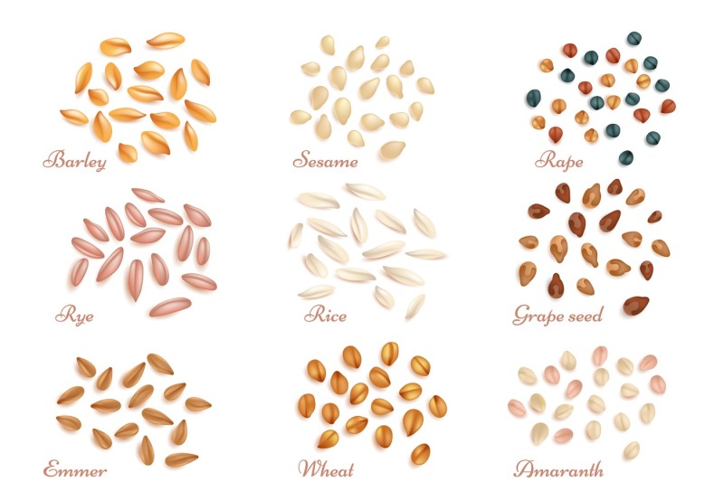 realistic-cereal-grains-and-oil-seeds-vector-set