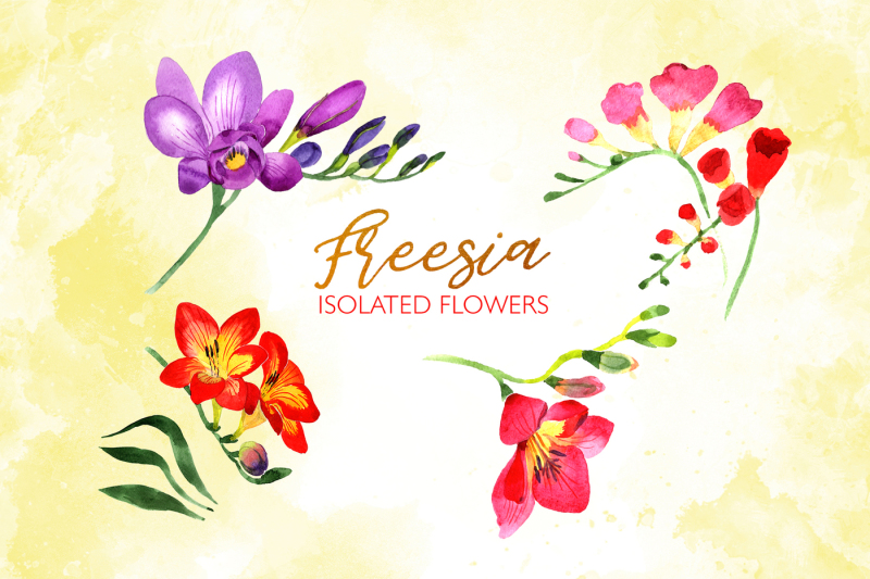 freesia-watercolor-png