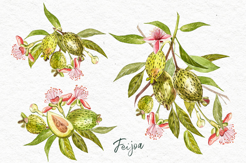 feijoa-graphic-and-watercolor-clipart