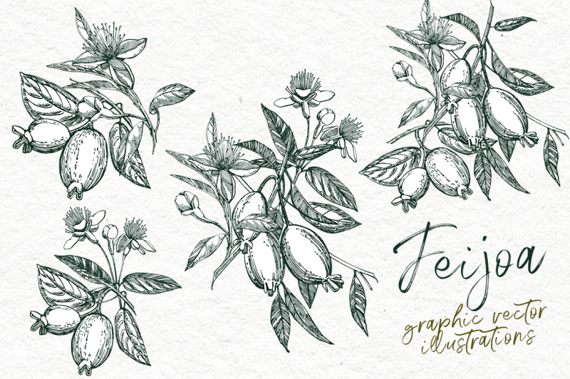 feijoa-graphic-and-watercolor-clipart